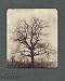 William Henry Fox Talbot (Phaidon 55's)