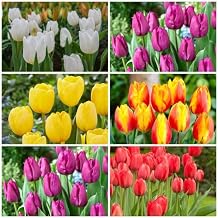 100pcs Mixed Tulip Flower Seeds