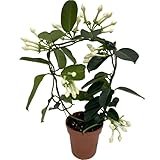 Stephanotis Floribunda Natural - Jazmín de Madagascar - Planta Aromática y Ornamental