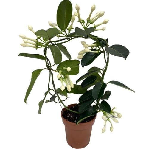 Stephanotis Floribunda Natural - Jazmín de Madagascar - Planta Aromática y Ornamental