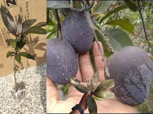 Image of Kasturi Black Mango Plant Grafted Rare Live Fruit Tree 2-3 Feet