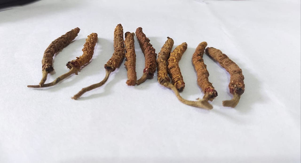 Keedajadi (Cordyceps) "Small 5 Pieces"/ 1 Gram (B0B8NVQGT6) Amazon Price History, Amazon Price Tracker