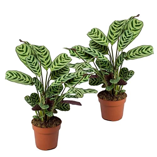 Plant In A Box - Ctenanthe Burle-Marxii - Set Di 2 - Piante Da Appartamento - Vaso 12Cm - Altezza 25-40Cm