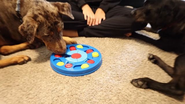 Dog Puzzle Toys Interactive Puzzle Game Dog Toy for Smart Dogs IQ Stimulation Treat Puzzle Toy for Dogs Treat Training,Puzzle Slow Feeder to Aid Pets Digestion (Advanced Level 2-3) - image 6