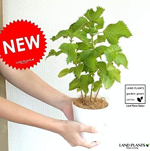 Amazon Land Plants シソ 青紫蘇 4号 苗 白色 プラスチック鉢 鉢植え 鉢