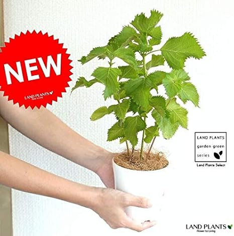 Amazon Land Plants シソ 青紫蘇 4号 苗 白色 プラスチック鉢 鉢植え 鉢