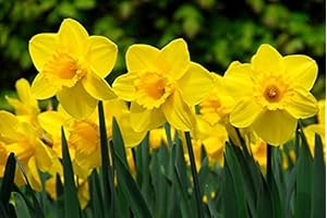 Daffodil Bulbs for Planting, 50 Bulbs in Bulk, Ready for Outdoor Fall...