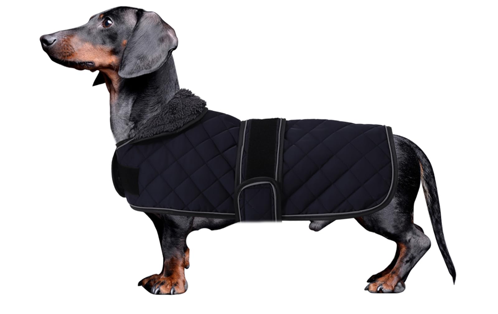 Morezi Dachshund Coat Dark Blue S
