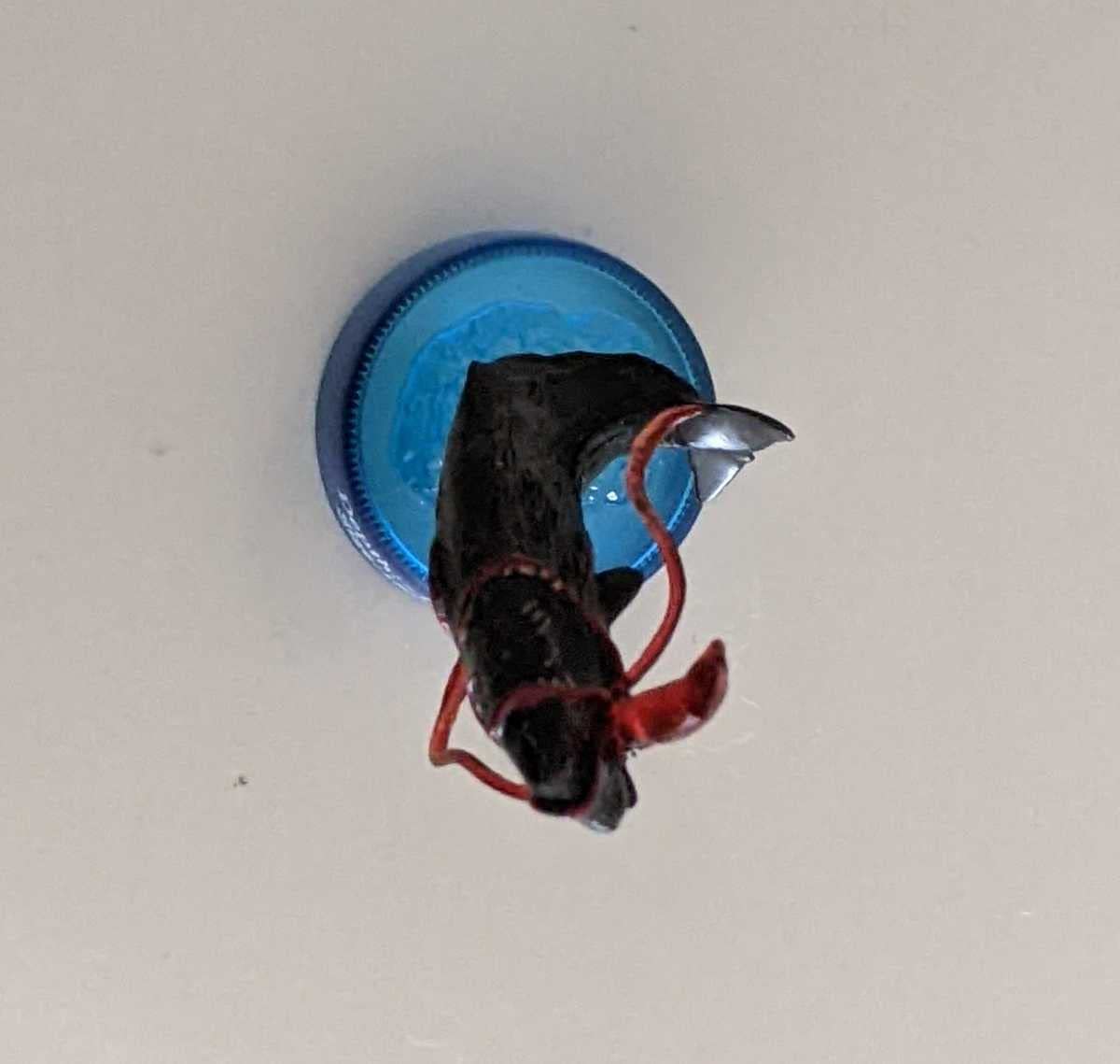 Amazon | マッコウクジラ・シークレット ダイドーMIU深海生物2