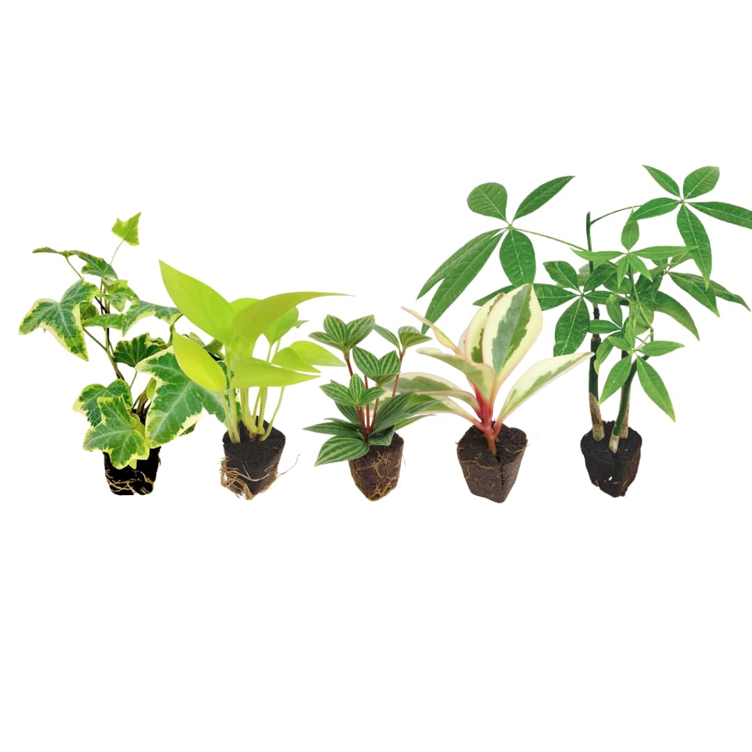 Amazon｜ミドリエデザイン 土を使わない ミニ 観葉植物 パフカル苗