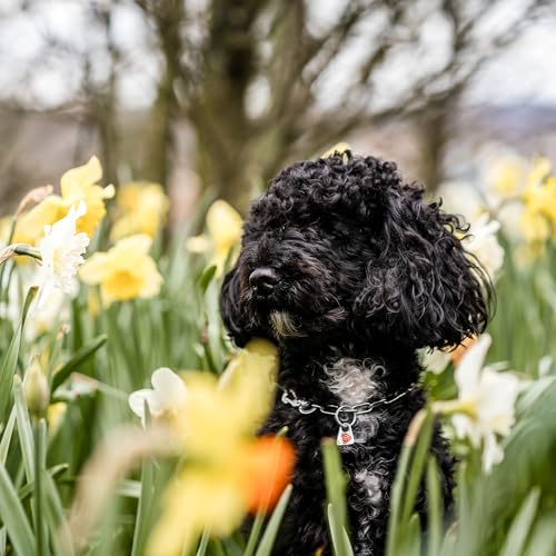 Herm. Sprenger Verstellbare Hundehalskette – Edelstahl, rostfrei, 2,0 mm – Mit Sprenger-Haken, langlebig & sicher für Training & Alltag (30 cm)