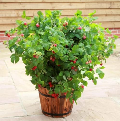 Roots Plants Yummy Patio Raspberry Plant in 3L Pot - Dwarf Thornless Variety for Pots & Containers - Sweet Red Berries Garden Ready Established Fruit Shrub