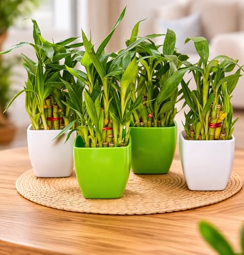Image of SUGRAM PLANT Two Layer Lucky Bamboo In Plastic Pot (Combo of 4) For Living Room or Office Table | Indoor Plants For Good Luck And Air Purification
