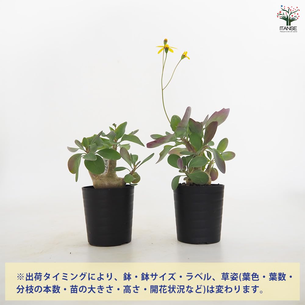 ＩＴＡＮＳＥ オトンナ トリプリネルビア 2.5号 1個売り 多肉植物 塊根植物 コーデックス冬型コーデックス 珍奇植物 ビザールプランツ 学名：Othonna triplinervia タイプ：キク科オトンナ属 - 5