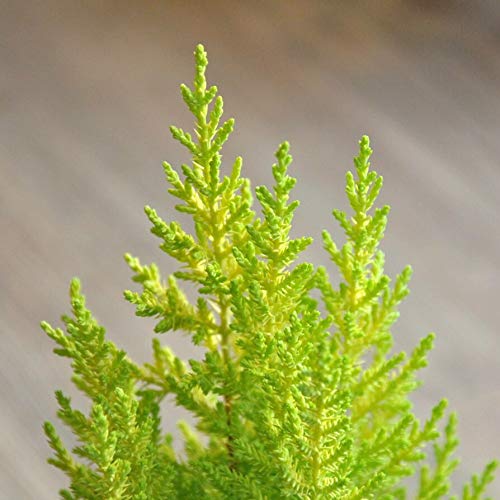 Amazon.co.jp: LAND PLANTS 観葉植物 ゴールドクレスト 3号