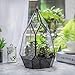 NCYP Modern Tabletop Black Glass Geometric Terrarium Container - Balcony Planter DIY Display Flower Pot for Succulent Fern - Miniature Botanical Fairy Garden, Large (No Plants, No Door)