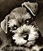 "Miniature Schnauzer Puppy" Sepia Watercolor Art Print Signed by Artist DJ Ro...