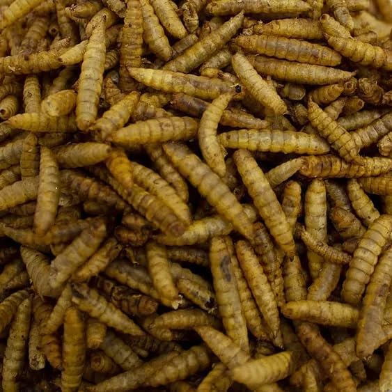 Leagrams Calci Worms for Wild Birds (100g)