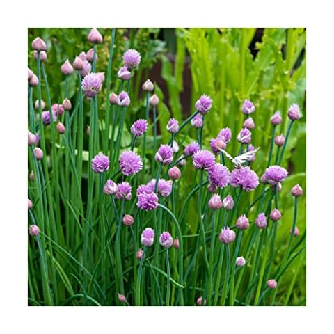 Onion and Chive Herb All in one Plant -Allium 'Quattro' 9cm Established Potted herb Plant from Newlands Nursery. Delivered to Your Door UK. Great for Cooking. Garlic & Chive Cover