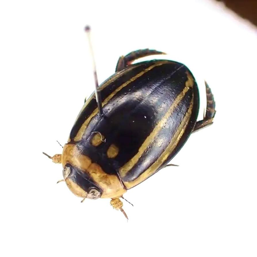 Amazon.co.jp: 昆虫標本 シマゲンゴロウ標本 : おもちゃ