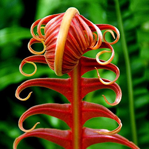 See full amazon price history chart for Nema Japanese Rare Creeper Boston Fern Vine Seeds - Spring Brown - 50 Pcs Nema Japanese Rare Creeper Boston Fern Vine Seeds - Spring Brown - 50 Pcs (B07BJLHDX1) Amazon Price History, Amazon Price Tracker