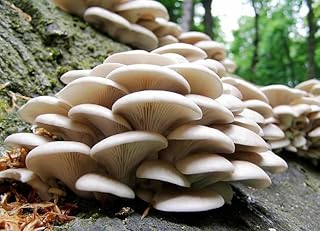 Nouveau 50pcs frais graines de légumes pleurotes