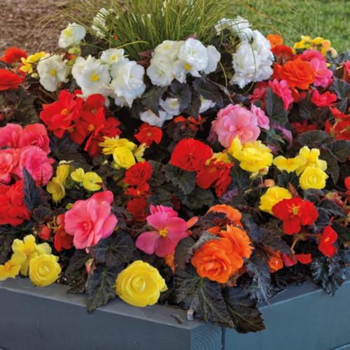 Begonia Nonstop Mocca Mixed 30 Plug Plants Double Flowering Begonia Chocolate Foliage & Mixed Colours Half-Hardy Perennial Ideal for Baskets Beds & Containers by Thompson & Morgan