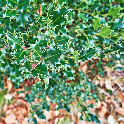 semillas de plantas exóticas para exterior Plantas medicinales árboles plantas verdes balcón árboles resistentes al invierno plantas 50pcs