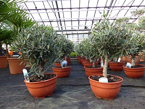 Olivenbaum Bonsai Formgehölz, Olive winterhart, Olea europaea - Image 8