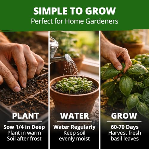 Image of HOME GROWN Non GMO Italian Basil Seeds Bulk Pack 1,424 Sweet Large Leaf Basil Seeds for Planting and Heirloom Herb Seeds for Planting Indoors or Outdoors (Ocimum basilicum)