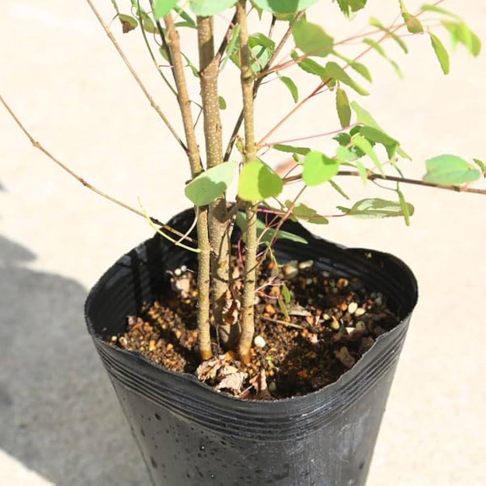 Amazon | 優美な太幹一本立ちでお届け！庭木：桂の木（カツラの