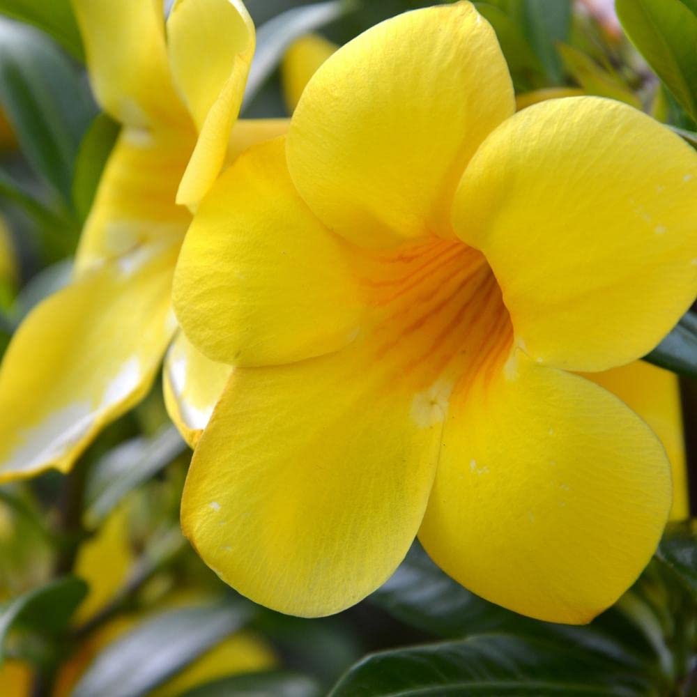 Amazon.co.jp: 沖縄でもよく見かける！ アラマンダ 6号鉢 植え