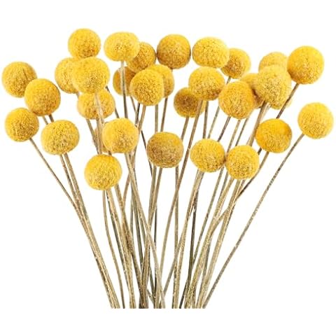 32 PCS Dried Golden Billy Balls Bouquet Cover