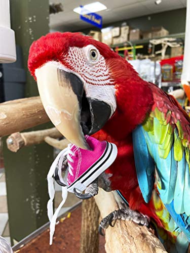 Birds LOVE 6 Pack Grommet-Free Mini Sneakers Shoe Toys for Birds Cats Ferrets Rabbits Guinea Pigs and Small Animals - Image 3