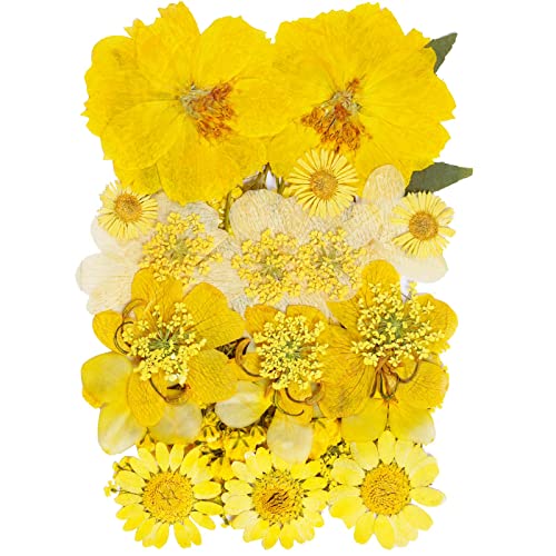 tiggell Pressed Flowers for Crafts, Dried Flowers Mixed for Resin Art Craft
