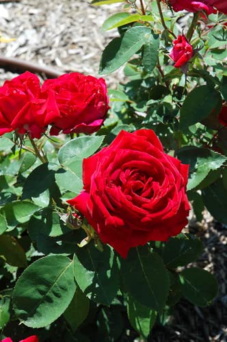 E Garden Kashmir Dark Red Easy Elegance Rose 15 Seeds Pack (B08JNGT98H) Amazon Price History, Amazon Price Tracker