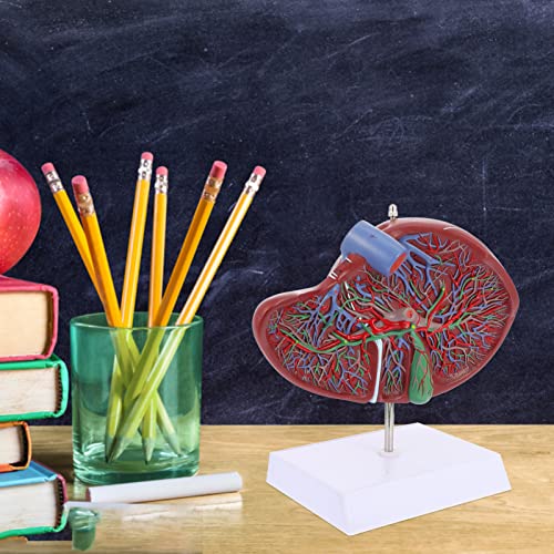 Ampliado Fígado Humano& Vesícula Modelo: Modelo de Anatomia Do Corpo Humano Fígado Anatômico Médico