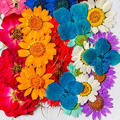 Flores secas surtidas para decoración DIY, 36 piezas miniatura 3