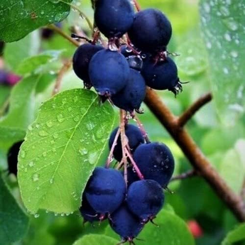 Spectacular 2 Year Serviceberry, Amelanchier Potted Plant