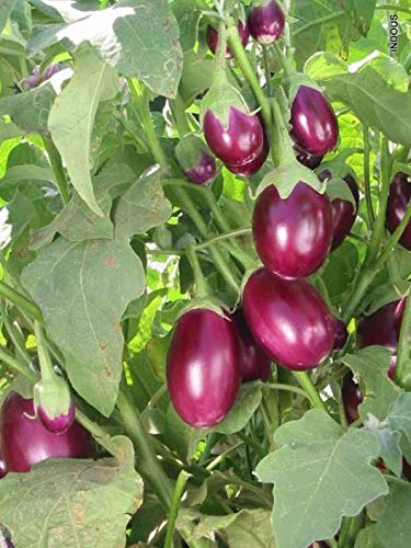 Coconut Lagoon Rare Hybrid Vegetable Seeds - Purple Brinjal/Eggplant Seeds (Organic) - 50 Seeds Pack (B07RCXN9CX) Amazon Price History, Amazon Price Tracker