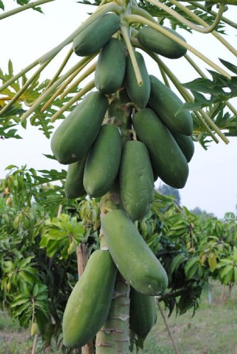 Seedsdirect's genuine Papaya Seeds for Plant Thai Fruit Sweet Kakdam Species From Thaialnd 50-80 Seeds/pack Seedsdirect's genuine Papaya Seeds for Plant Thai Fruit Sweet Kakdam Species From Thaialnd 50-80 Seeds/pack