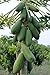 Seedsdirect's Papaya Seeds for Plant Thai Fruit Sweet Kakdam Species From Thaialnd 50-80 Seeds/pack