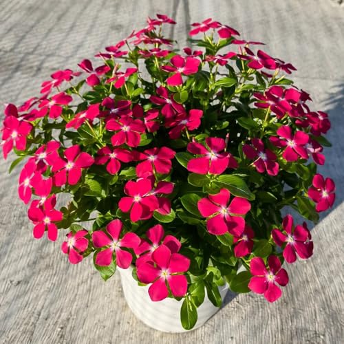 Vinca Seeds, Formal Garden Plant, Structured Border Accent, Symmetrical Design Element, Classic Landscape Feature 300pcs
