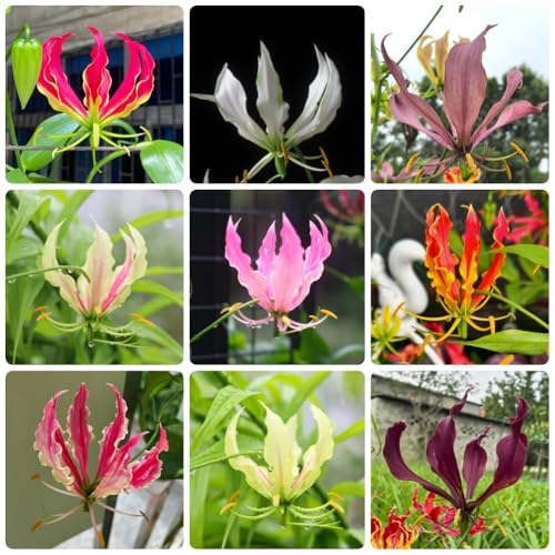 Bulbi di giglio fiammeggiante - rare decorazioni floreali Gloriosa superba - bulbi a primaverile Le perenni sono rampicanti 8pcs