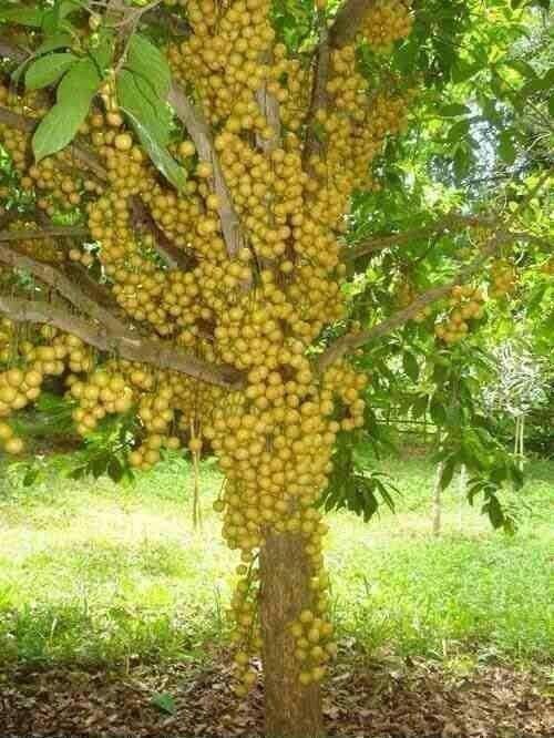 Latkan fruit plant/Burmese Grape Plant/Baccaurea ramiflora/Latkan plant sapling pack of 1 as9-image-26