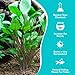 CANTON AQUATICS Cryptocoryne Wendtii Green Bare Root - Versatile and Durable ¬- Classic Plant - Mid-Ground Positioning - All Natural & Organic Aquatic Plant - Long Lasting & Easy to Care - Small