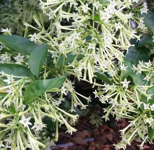 Image of Live Raat Rani Plant (Cestrum nocturnum) | Night Blooming Jasmine Live Flower Plant with Pot | Raat ki Rani Fragrant Outdoor Indoor Plant for Home Garden Balcony