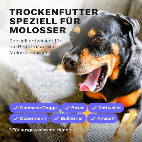 HEY HOLY Premium Trockenfutter für Molosser 100% getreidefrei | 14kg hypoallergenes Hundefutter für ausgewachsene Molosser mit Rind | Hochverträglich aus natürlichen Zutaten