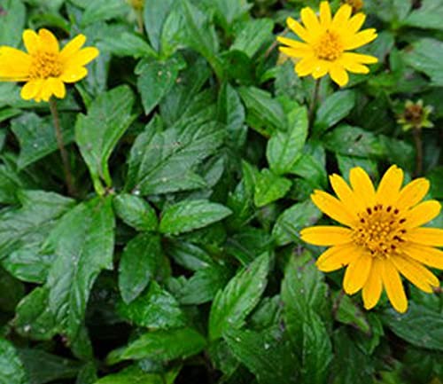 See full amazon price history chart for HERBALISM Yellow Bhringraj Chinese Wedelia Pilabhangara Bhanra Pitabhrngarajah Pivala-Bhangra Mannakkannunni Guntagalagara Gargari Kalsarji Bhimra Birimgarsi Sphagneticola calendulacea. HERBALISM Yellow Bhringraj Chinese Wedelia Pilabhangara Bhanra Pitabhrngarajah Pivala-Bhangra Mannakkannunni Guntagalagara Gargari Kalsarji Bhimra Birimgarsi Sphagneticola calendulacea. (B09Q224ZKC) Amazon Price History, Amazon Price Tracker
