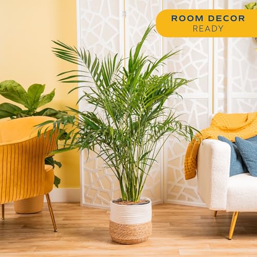 Image of Costa Farms Cat Palm, Live Indoor Houseplant in Decor Planter, Tree-Like Floor House Plant Potted in Soil, Housewarming Gift for New Home, Living Room or Office Decor, Patio Decor, 3-4 Feet Tall